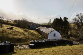 Beetle Rhind